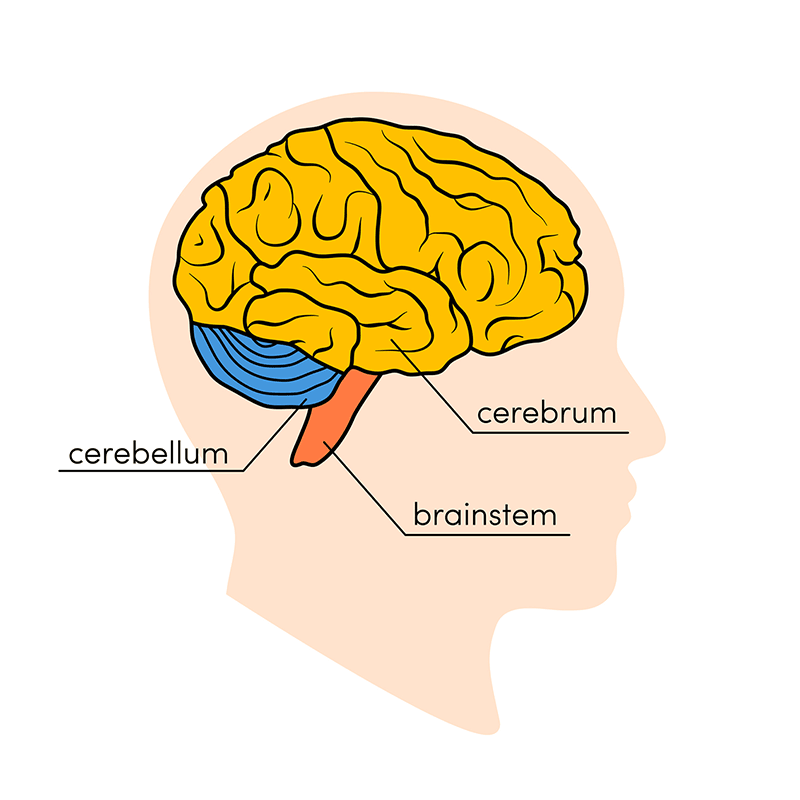 How is your brain doing?